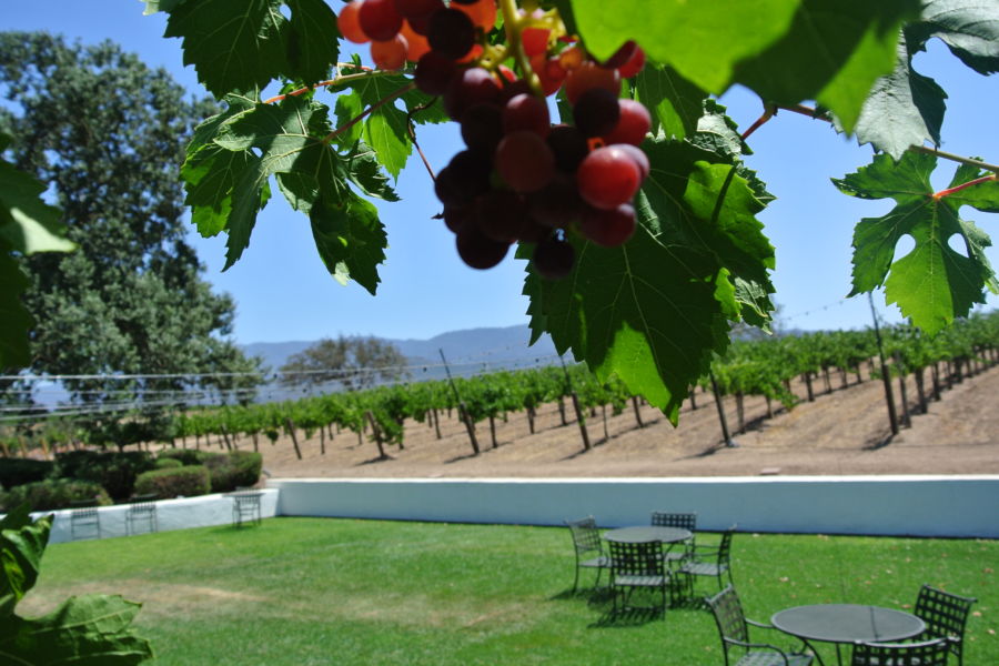 vineyard views at Gainey Vineyard