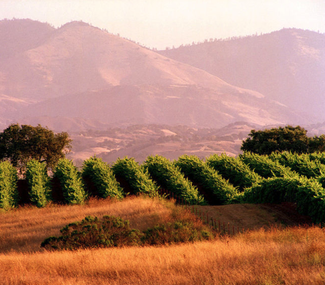 Central Coast Wine Country ~ One of California’s Most Intriguing and Hidden Wine Regions