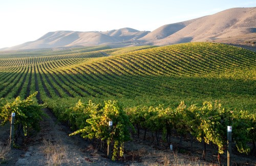 Santa Barbara Wine Country’s Most Popular Wine Varietals